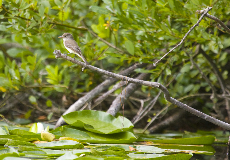 Willow Flycatcher On Branch